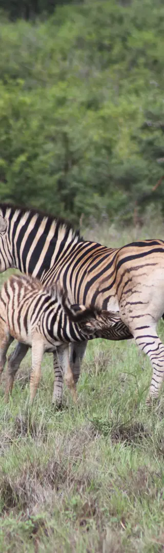 Safari im Hluhluwe-Imfolozi-Park